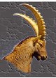 Steinbock
